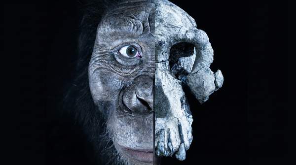 Editorial illustration for Three Discoveries That Are Rewriting the Story of Human Evolution